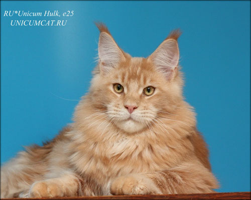 Unicum Hulk - maine-coon