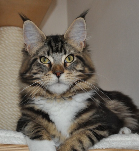 Wistariantale Lucy In The Sky - maine-coon