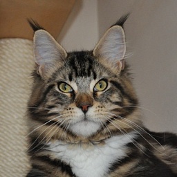 Wistariantale Lucy In The Sky