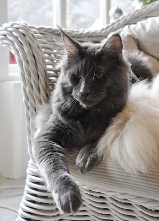 Spellbound's Quanta Costa - maine-coon