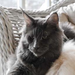 Spellbound's Quanta Costa