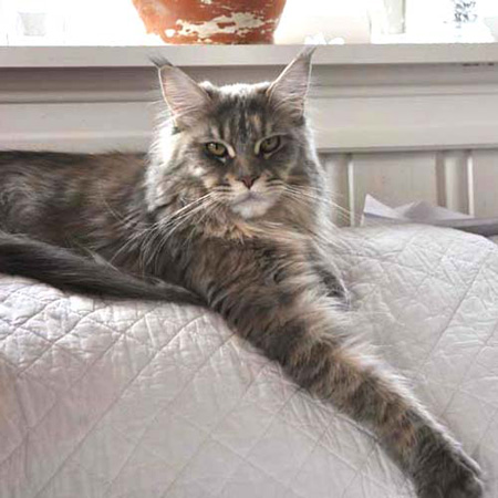 Mystic Woods Deep Purple - maine-coon