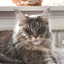 Mystic Woods Deep Purple