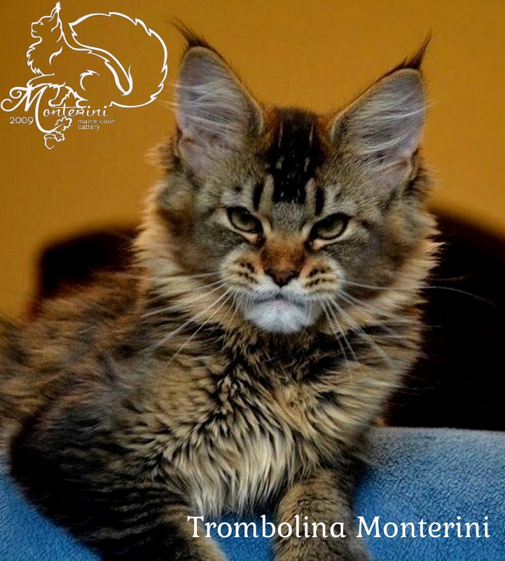 Trombolina Monterini - maine-coon