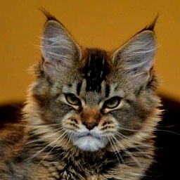 Trombolina Monterini