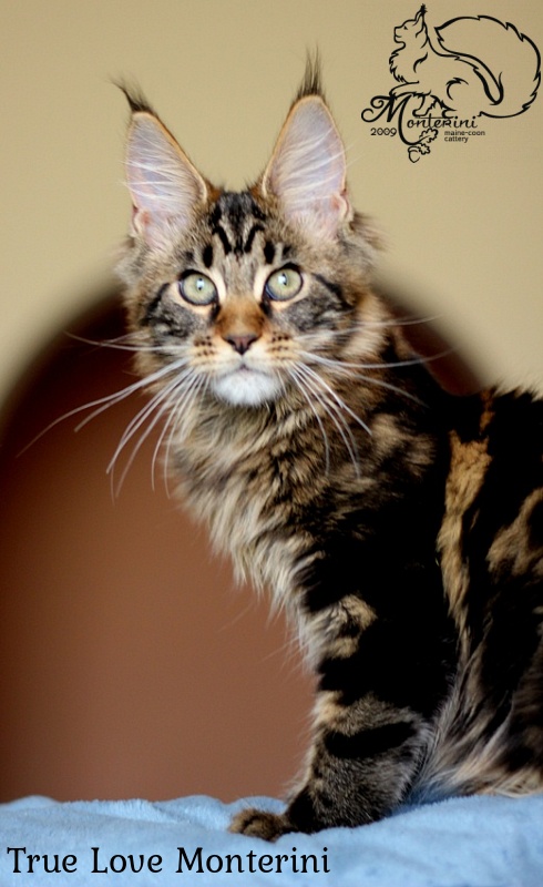 True Love Monterini - Kitten maine-coon 3 months 3 weeks