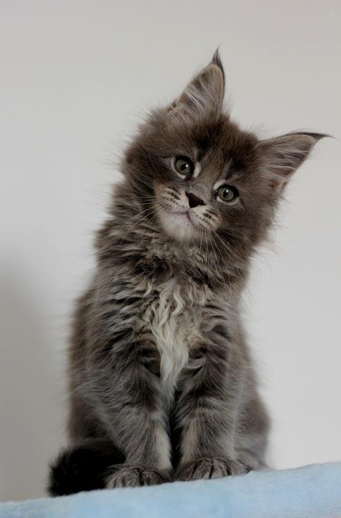 Unona Monterini - maine-coon