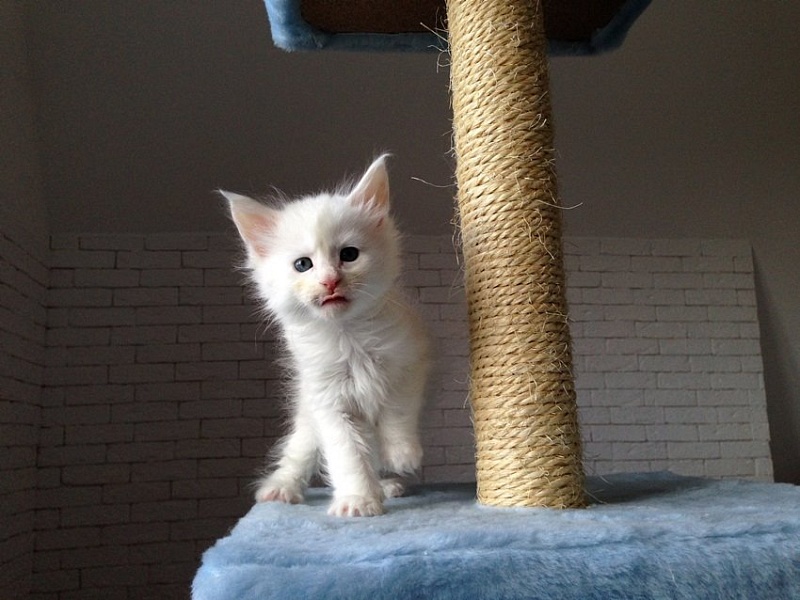 Utha Monterini - мейн-кун