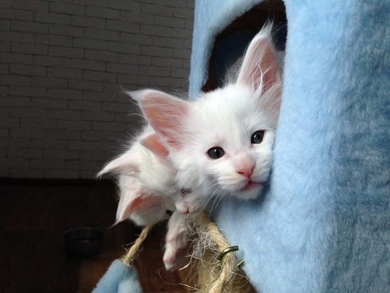 Uppi Monterini - мейн-кун