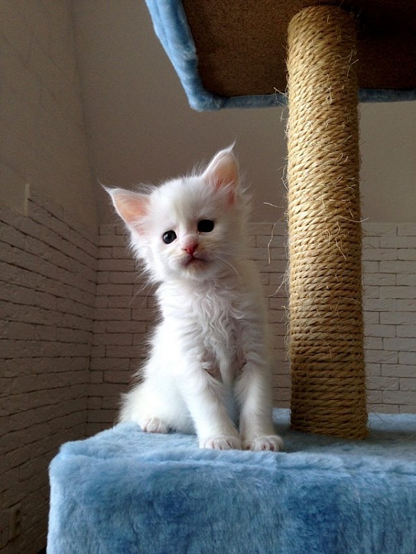 Uma Monterini - мейн-кун