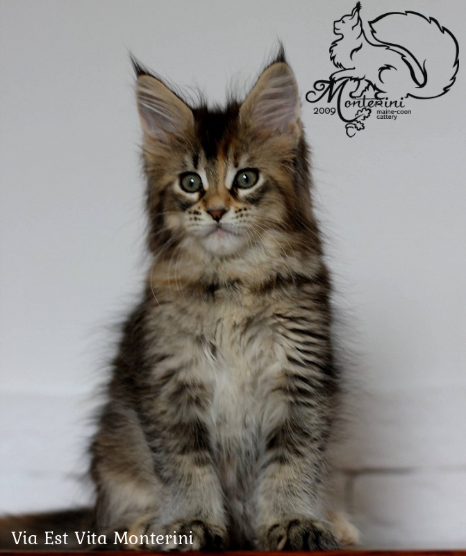 Via Est Vita Monterini - maine-coon