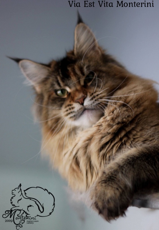 Via Est Vita Monterini - maine-coon