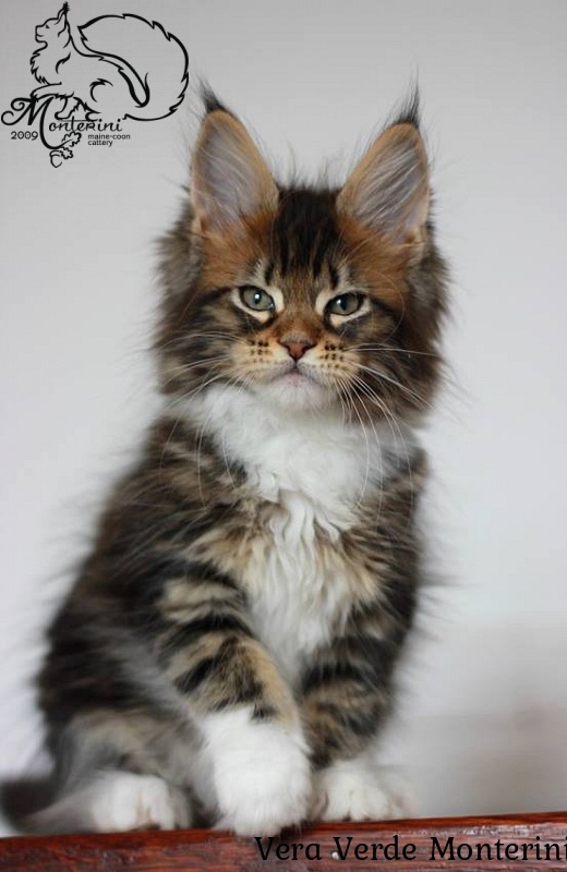 Vera Verde Monterini - мейн-кун