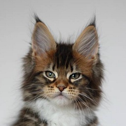 Vera Verde Monterini