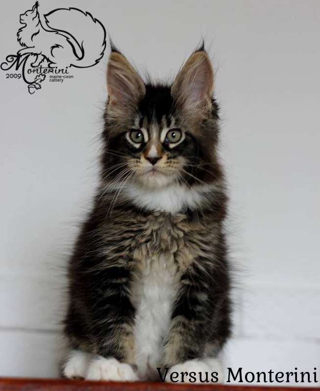 Versus Monterini - мейн-кун