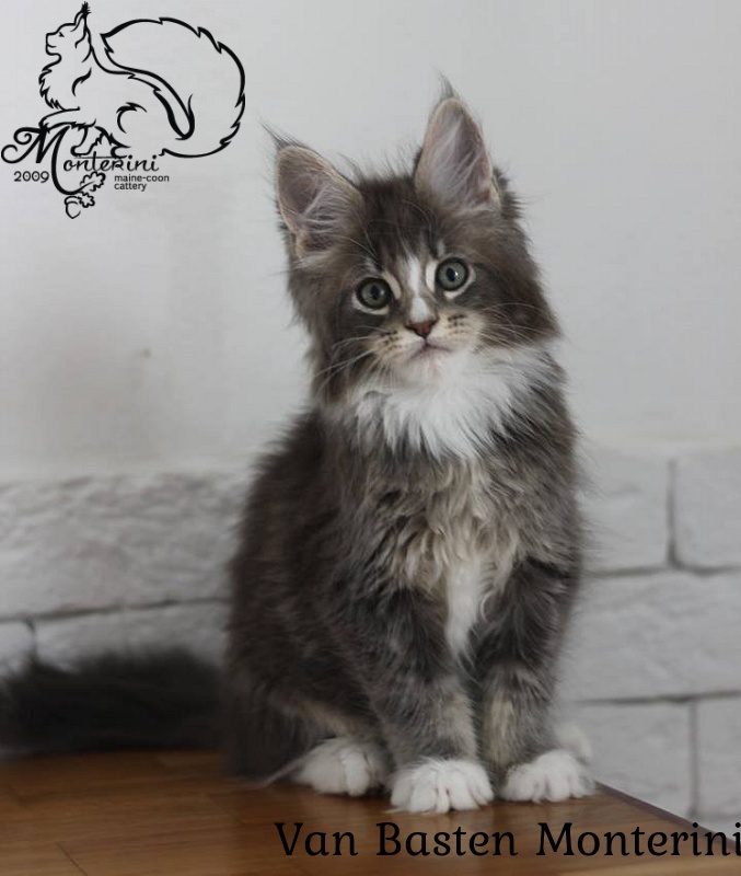 Van Basten Monterini - мейн-кун