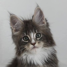 Van Basten Monterini