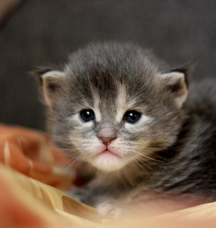 Williamina Monterini - maine-coon