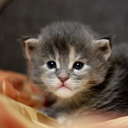 Williamina Monterini