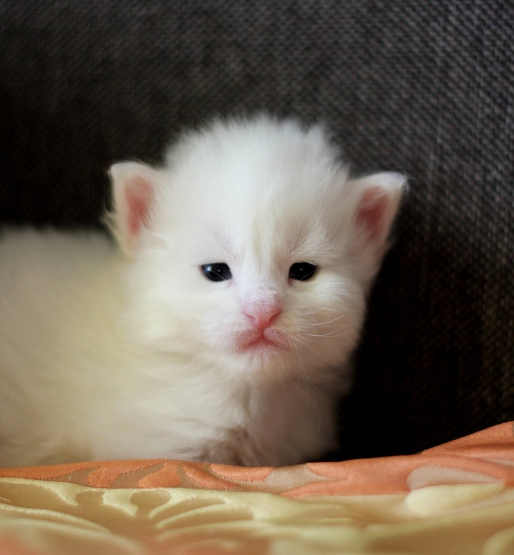White Ray Monterini - maine-coon