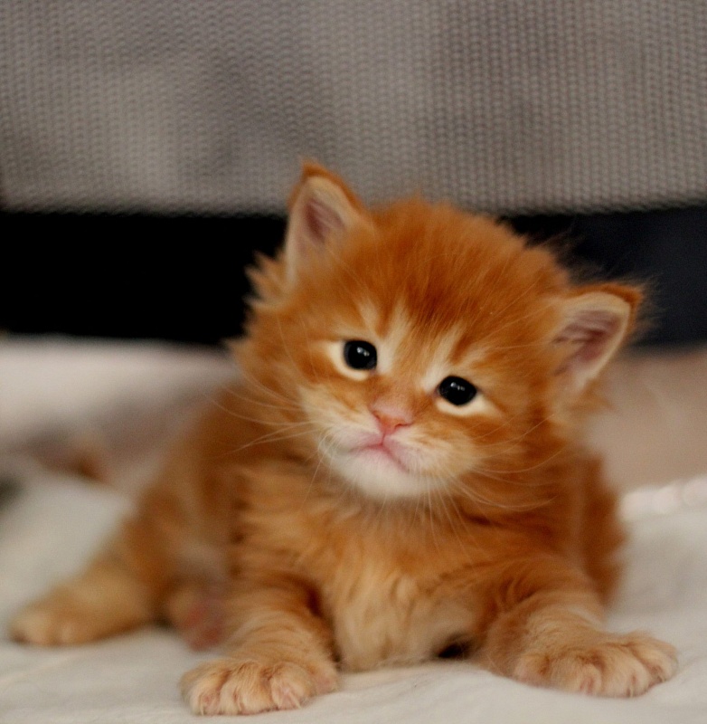 Wakkeri Monterini - maine-coon