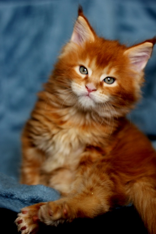 X-Boy Monterini - Kitten maine-coon 1 month 2.5 weeks