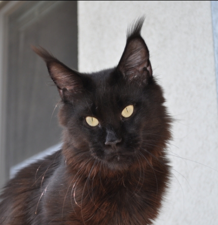 Candycoon's Never Give Up - maine-coon