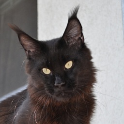 Candycoon's Never Give Up