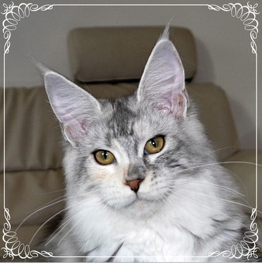 Candycoon's Missouri River - maine-coon