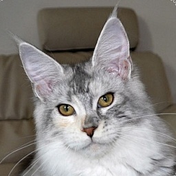 Candycoon's Missouri River