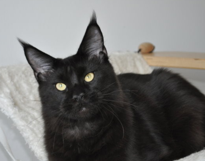 Candycoon's About a Boy - maine-coon