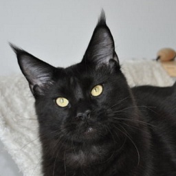 Candycoon's About a Boy