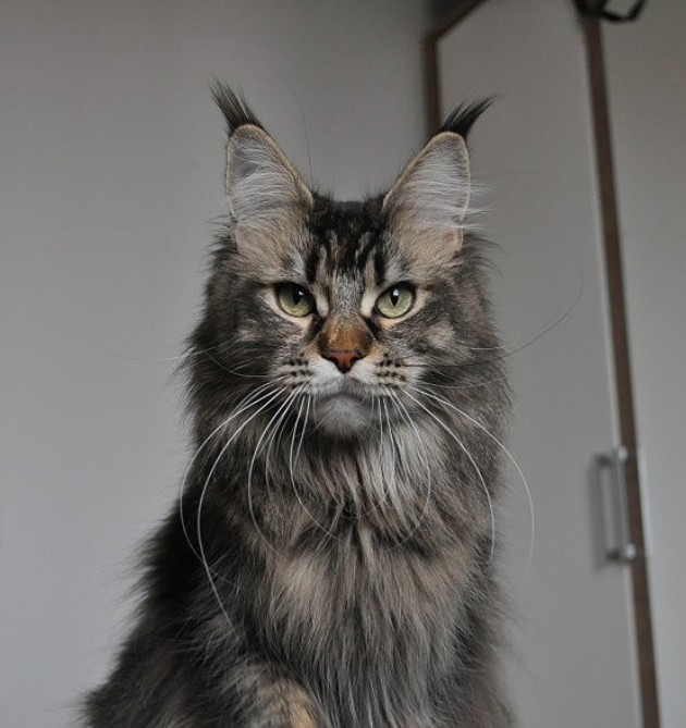 Candycoon's Brooklyn Affair - мейн-кун