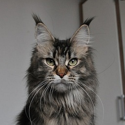 Candycoon's Brooklyn Affair