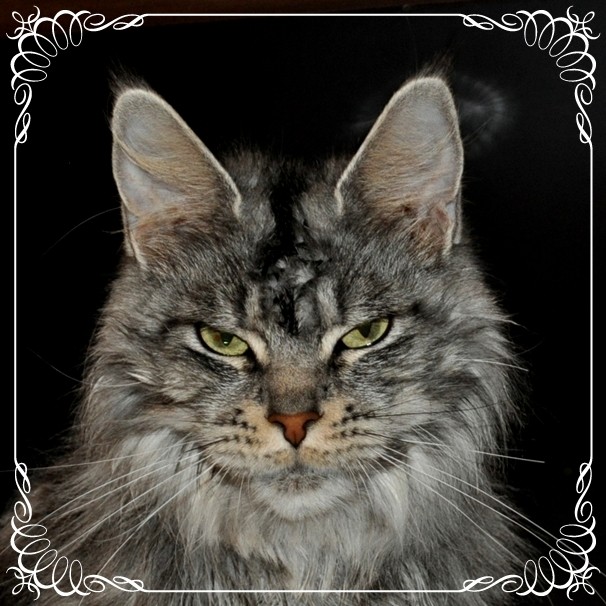 Candycoon's Fifth Element - мейн-кун