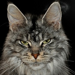 Candycoon's Fifth Element