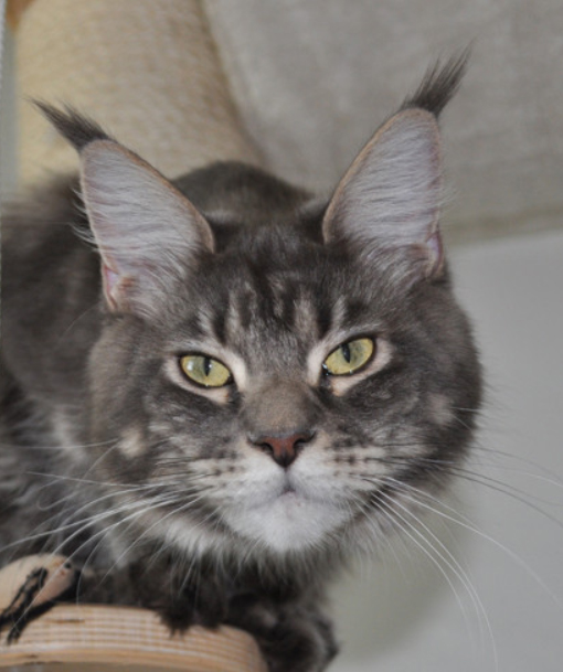 Big Giants Resort's Zafira - maine-coon