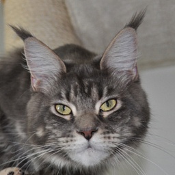 Big Giants Resort's Zafira