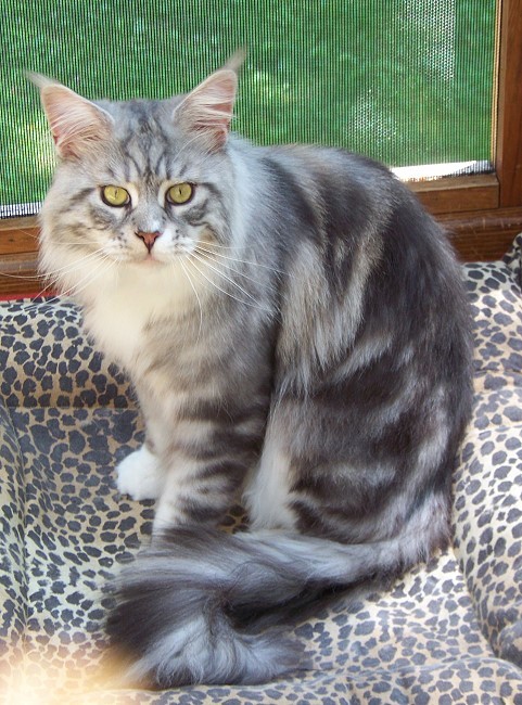 Versus Trading Paint of Kelim Coons - Adult maine-coon 3.5 years 3 weeks
