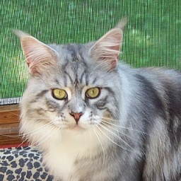 Versus Trading Paint of Kelim Coons