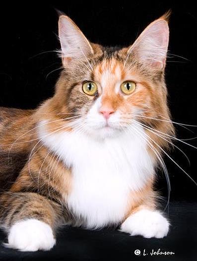 Hollishill Evangeline of Kelim Coons - Юніор мейн-кун 9 місяців 3,5 тижні