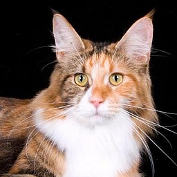 Hollishill Evangeline of Kelim Coons