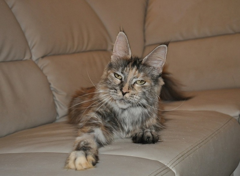 Quinsigamond Pocahontas - maine-coon