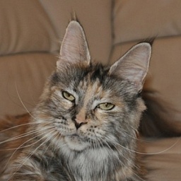 Quinsigamond Pocahontas