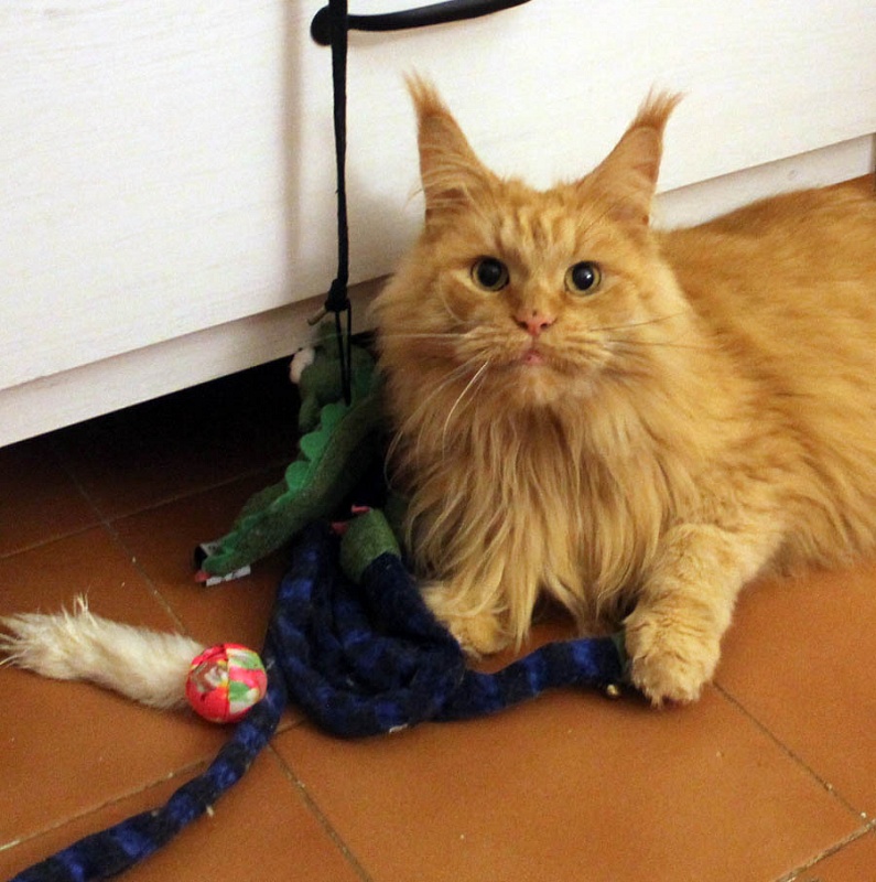 Lilvanis Tiili - Дорослий мейн-кун 6 років