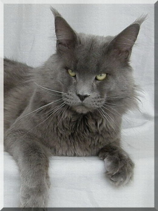 Big Giants Resort's Deep Purple - мейн-кун