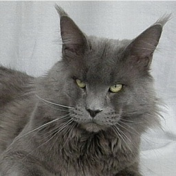 Big Giants Resort's Deep Purple