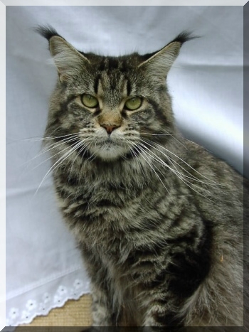 Rowanridge Joann - Дорослий мейн-кун 3,5 роки 1 тиждень