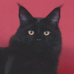 Mainelyclassic Night Stalker