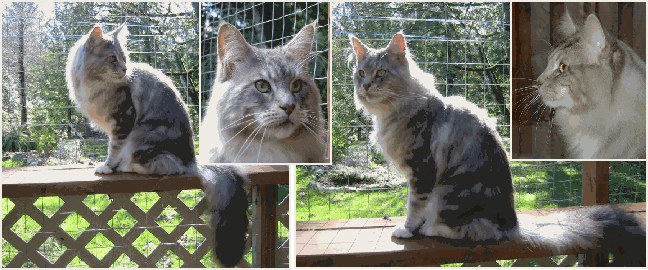 Luvpaws Maverick of Wyndabbey - maine-coon